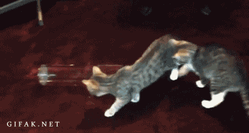 4. Test Tube Kitten.