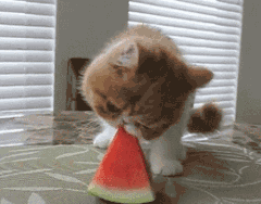 5. Melon-headed cat eating melon.