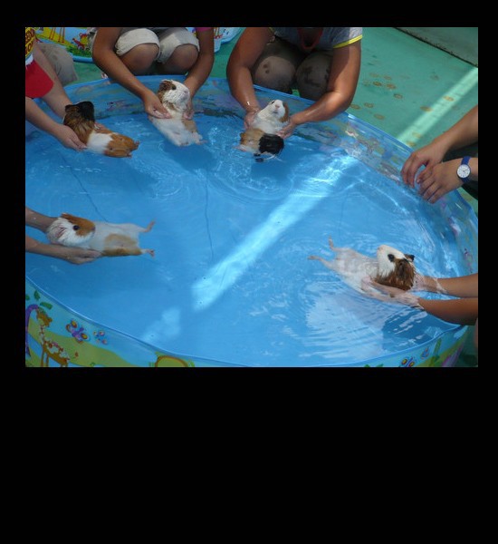 Ain't no party like a guinea pig pool party.