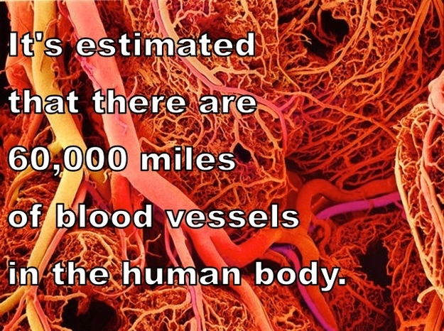 Amazing Facts About Human Body 13