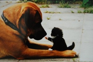 Attack of the cute animals 3