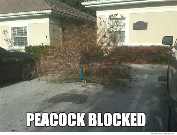 Cock blocked