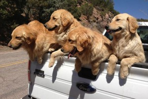 Cute Animal Pictures To Help You Deal With Monday 17