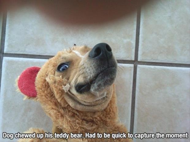 Dog with teddy bear on his face