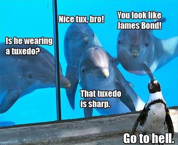 Dolphins mocking a penguin