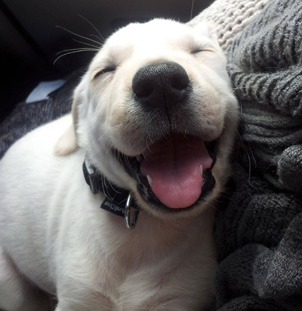 Say Cheese! — Dog Smiles are Absolutely Beautiful (18 Pics)