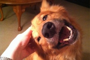 Extremely Happy Dogs 2