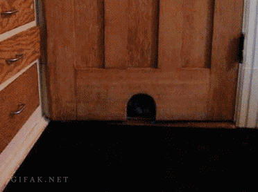 Fat cat stuck in door hole