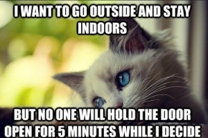 First-World Cat Problems 1