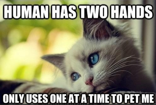 First-World Cat Problems 4