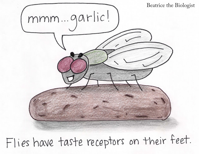 Flies have taste receptors in their feet