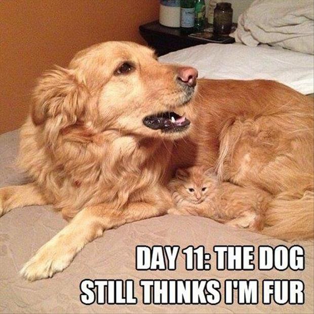 Funny Animals with Captions 18