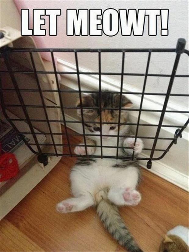 Funny Animals with Captions 22