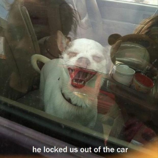 Funny Animals with Captions 9