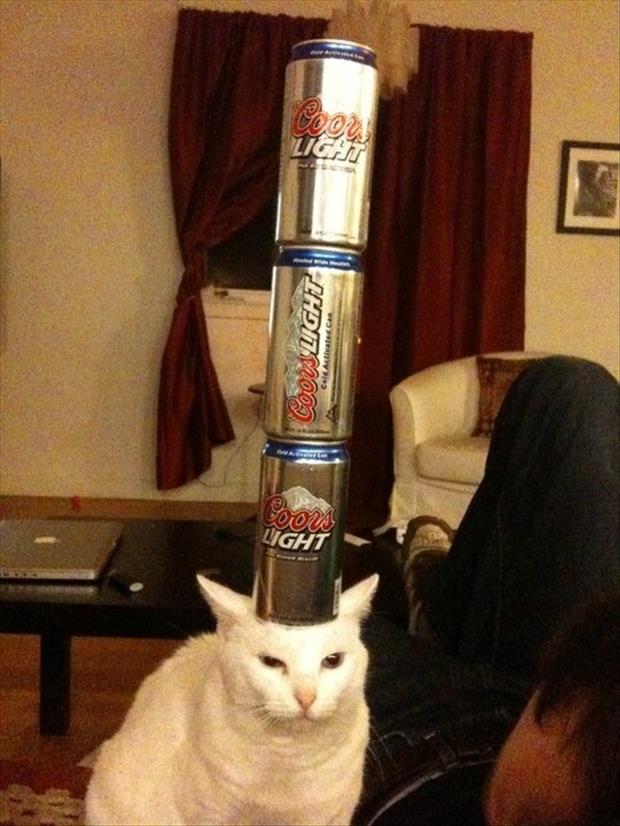Funny cat beer