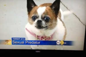 Hilarious Collection of Screenshots from News Channels 11