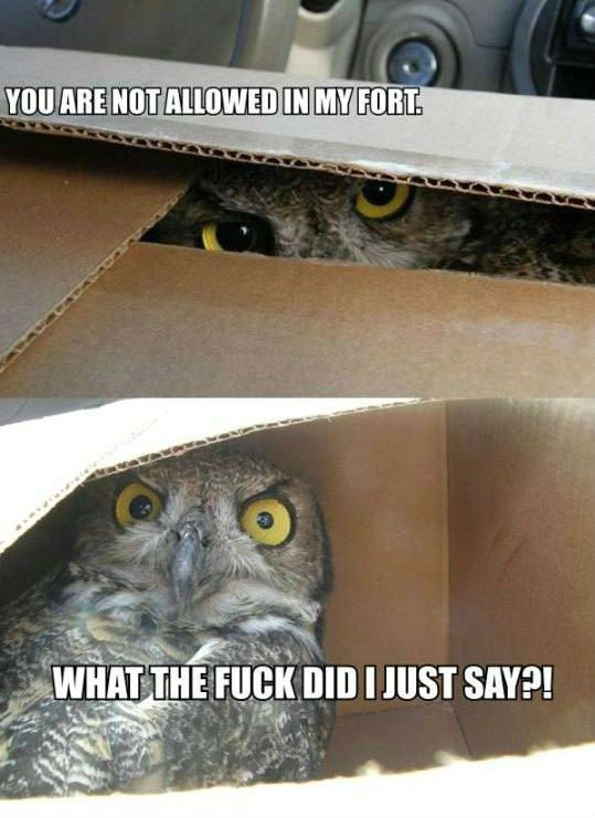 Hilariously Adorable Owl Memes 13