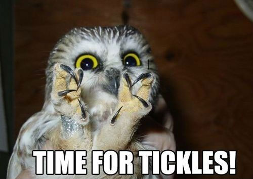 Hilariously Adorable Owl Memes 15