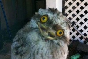 Hilariously Adorable Owl Memes 2