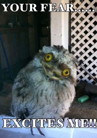 Hilariously Adorable Owl Memes 2