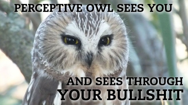 Hilariously Adorable Owl Memes 3