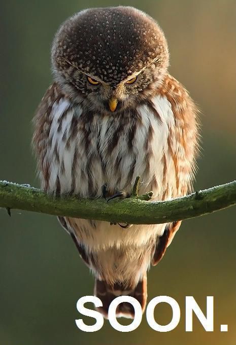 20 Hilariously Adorable Owl Memes
