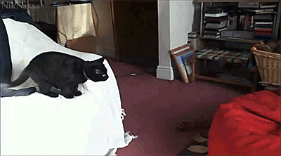 Hilariously Unexpected GIFs 7