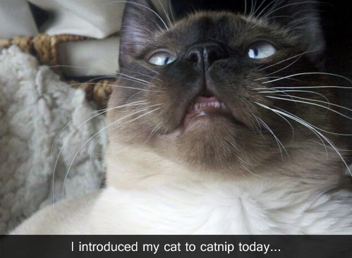It’s Impossible Not To Smile When Viewing These Funny Animal Pictures 26