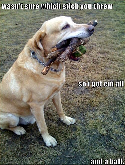It’s Impossible Not To Smile When Viewing These Funny Animal Pictures 33