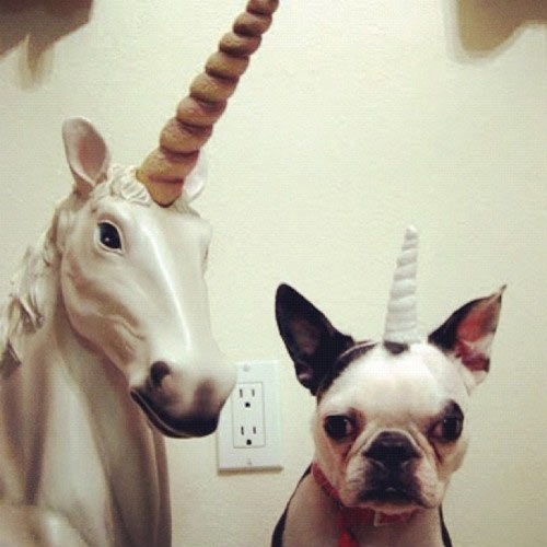 It’s Impossible Not To Smile When Viewing These Funny Animal Pictures 6