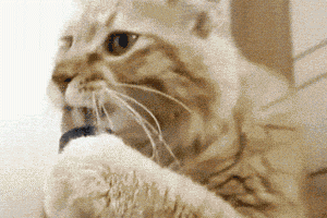 Kitty loves vacuum