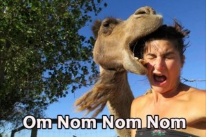 Nom nom nom
