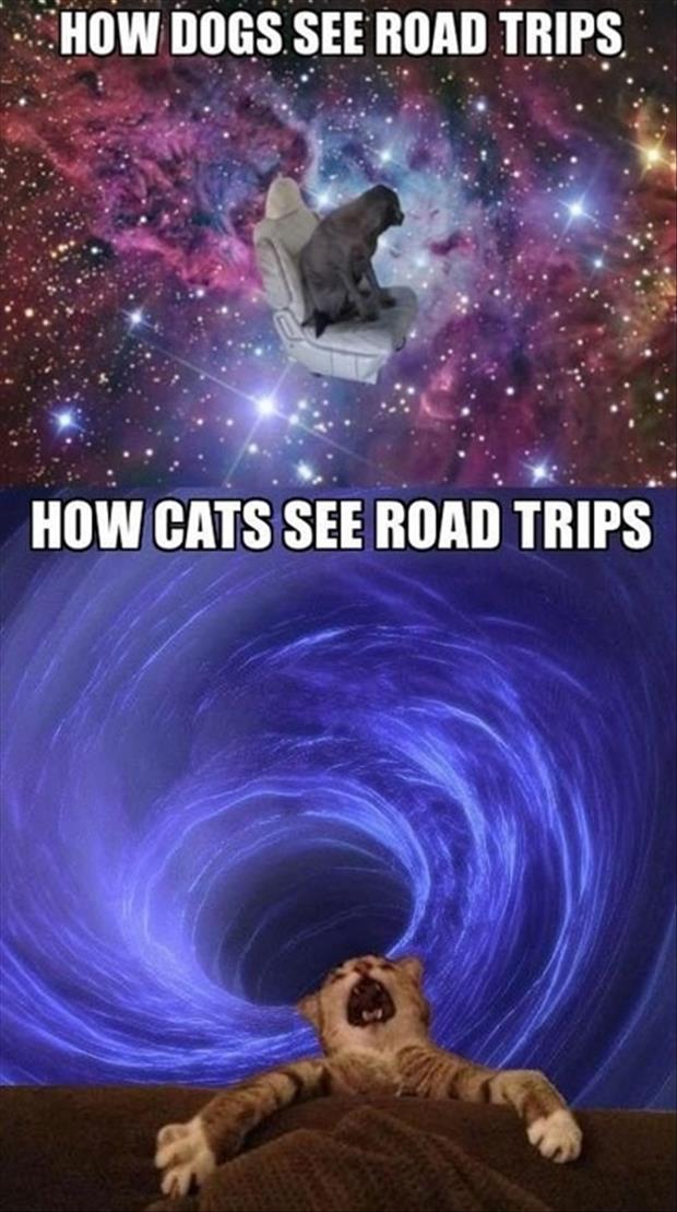 Road trips - Dogs vs. Cats