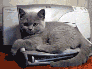 10 Super Awesome Cat GIFs To Put a Smile on Your Face