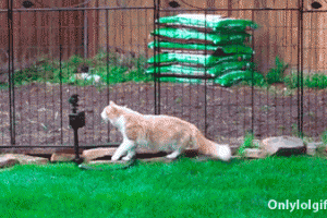 Summer GIFs 1
