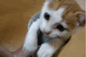 Thanks god it's caturday 1
