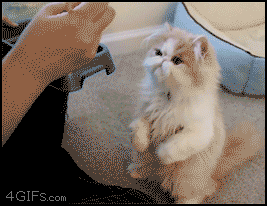 TGIC: 10 Awesome Cat GIFs to Spice Up Your Weekend