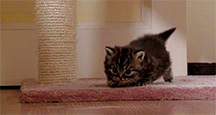 The cutest GIF of all time!