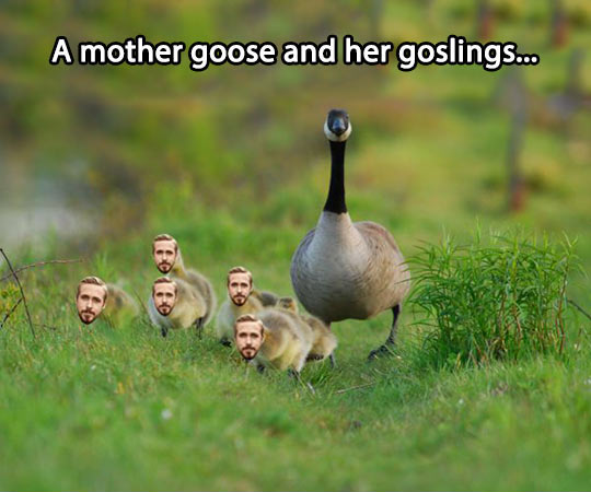 A mother goose and her Ryan goslings…