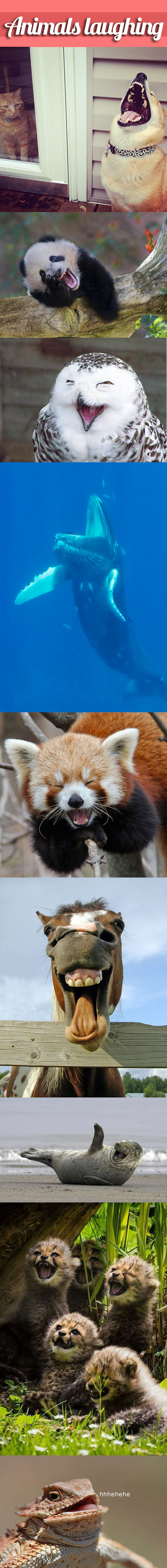 Laughing animals is just plain cute