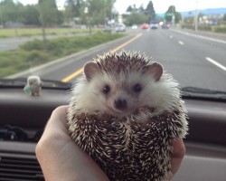 Meet Biddy, the traveling hedghog, who loves to adventure...