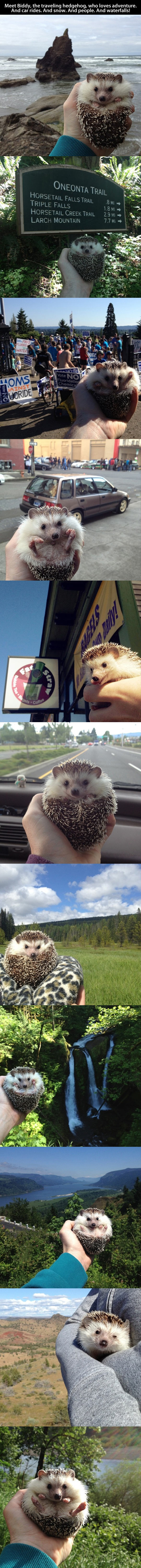 Meet Biddy, the traveling hedghog, who loves to adventure...