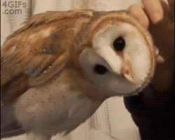 Owls are f*cking awesome!