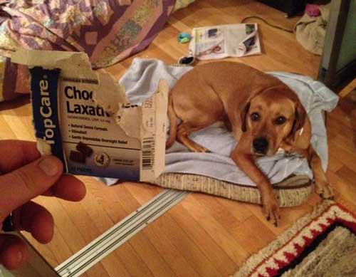 People Having a Bad Day — Dog Laxative