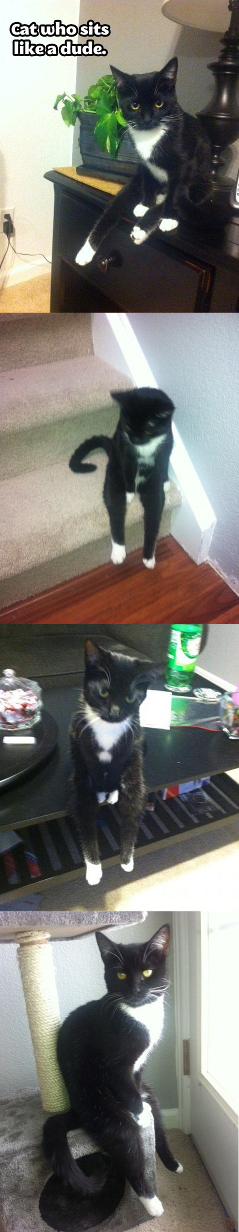 The cat who sits like a dude…