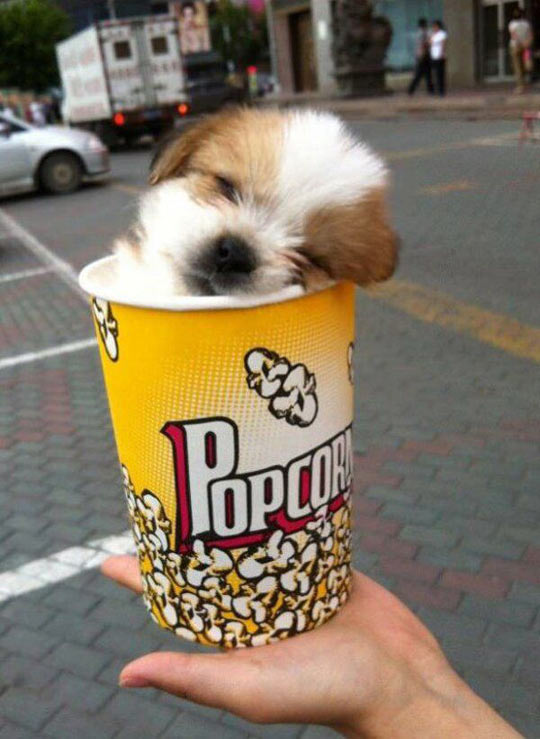 cute-dog-popcorn-inside-small-puppy