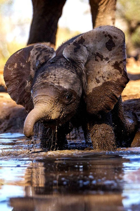 Baby elephant mud bath…