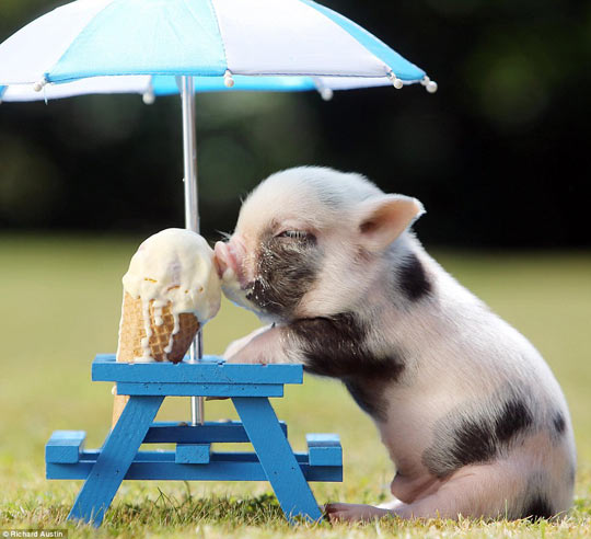 Piglet keeping cool…
