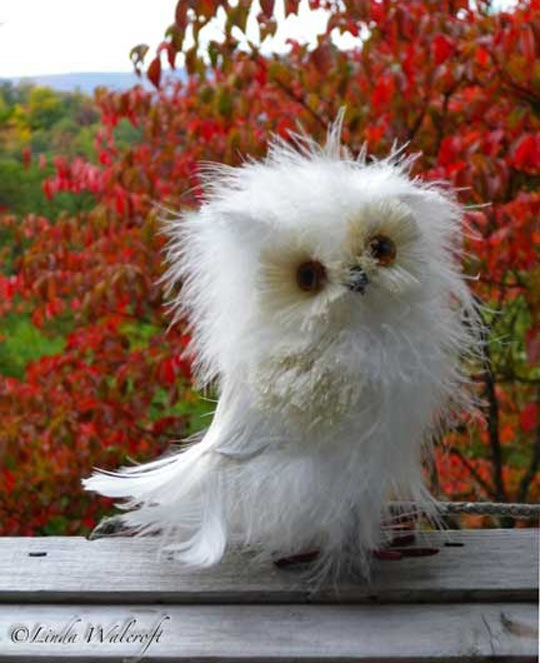 And now you know Disheveled Owls exist and they’re awesome…