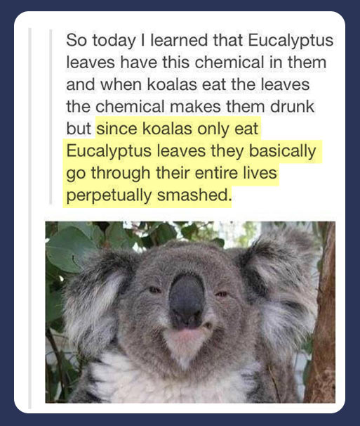 Eucalize Legalyptus…